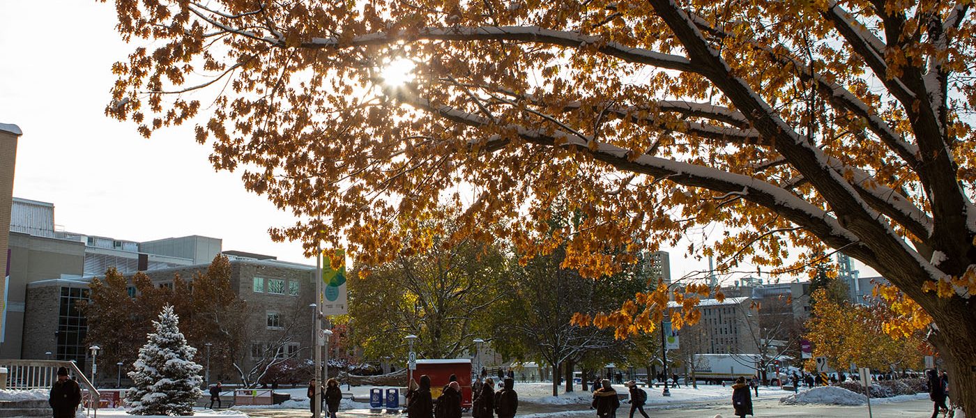 Students walk across wet sidewalks. Snow is on the ground and the sun is shining through the yellow leaves of a large tree.