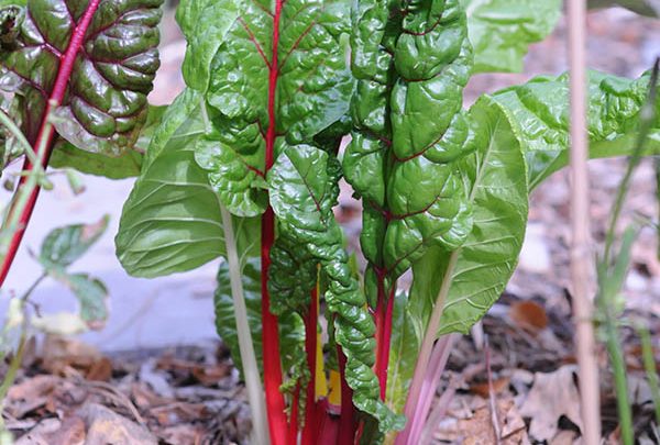 red swiss chard grows from a mulched garden bed