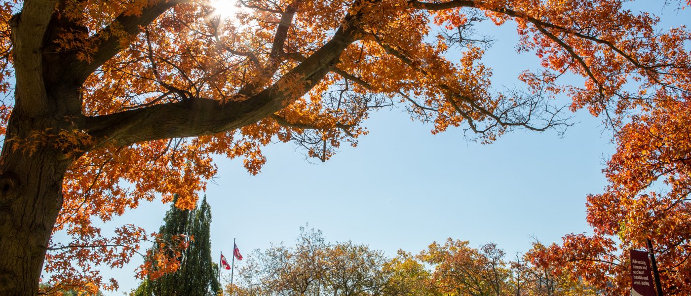 Orange leaves on a tree on main campus