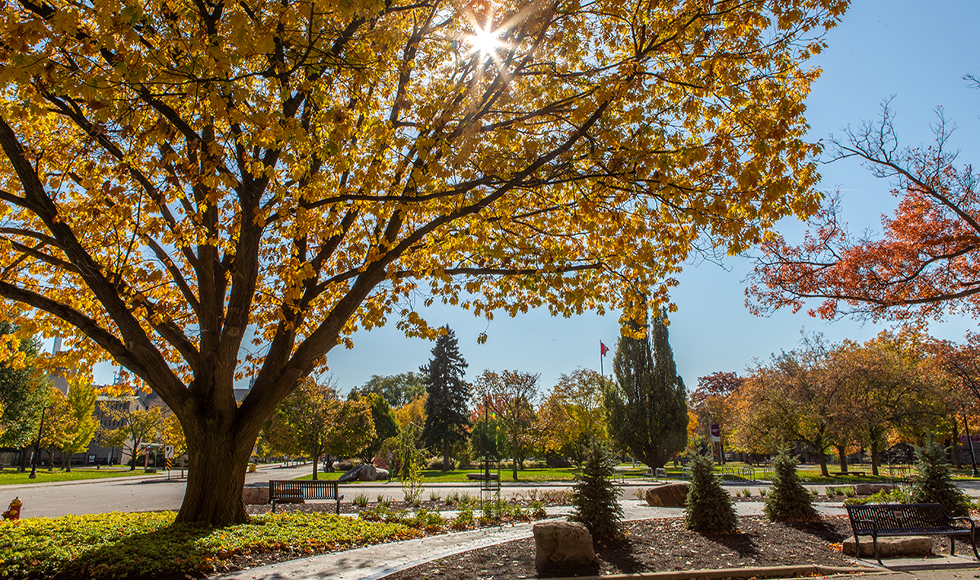 A large tree is in the foreground on campus, its leaves have turned yellow and the sun is peaking through the branches where the tree is losing its leaves before winter.