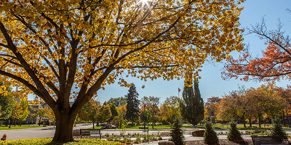 A large tree stands in the foreground, its leaves shaded yellow. Fall on campus.