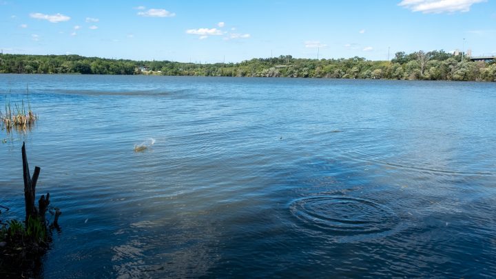 Dark blue water, lined by forests in the distance. Tall plants poke up through the water close to shore.